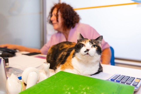 Veterinary clinic