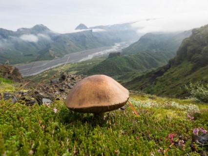 Mushroom