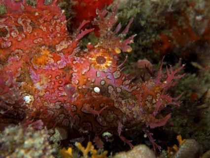 Close-up of popeyed scorpionfish