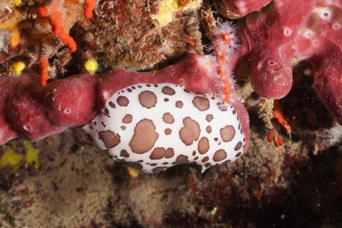 Leopard snail