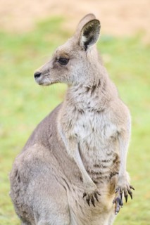 Eastern grey kangaroo