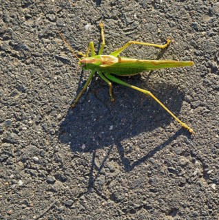 Great green bush cricket