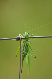 Great green bush cricket