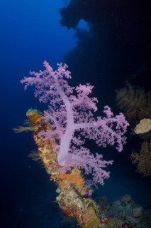 Hemprich's tree coral Dendronephthya hemprichi