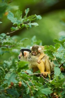 Common squirrel monkey