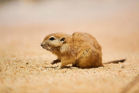 Fat sand rat