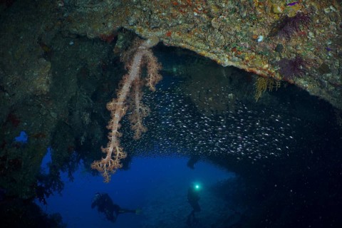 Hemprich's tree coral