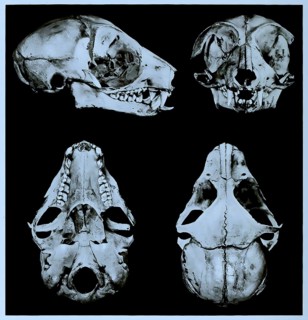 Skull bone