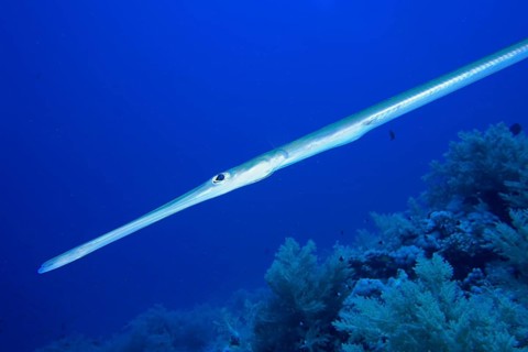 Bluespotted cornetfish