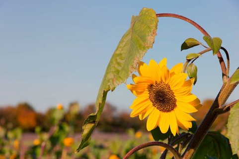 Flowering sunflower with leaf