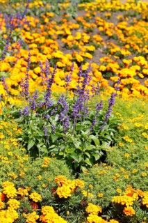 Common lavender