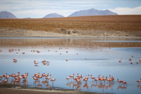 Flamingos