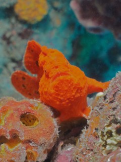 Portrait of longlure frogfish