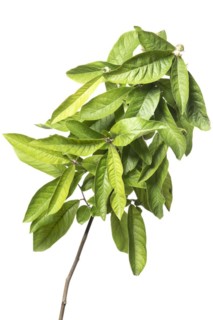 Medlar
