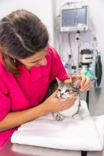 Veterinary clinic