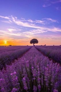 Lavender field at sunset with purple flowers