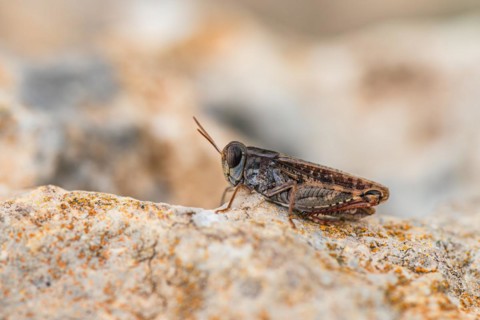 Short-horned Grasshopper