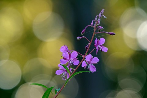 Blooming sally
