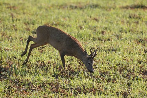 European roe deer