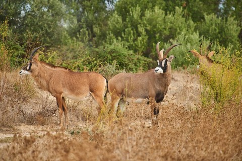 Sable antelope