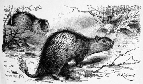 African brush-tailed porcupine