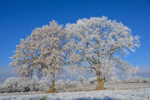 Oak trees
