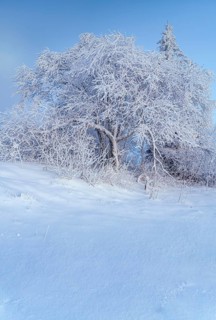 Tree in winter landscape