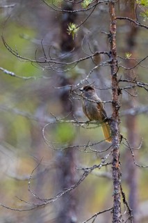 Siberian jay