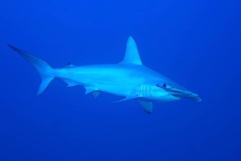 Scalloped Hammerhead