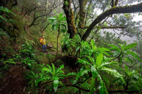 Hiker in dense forest