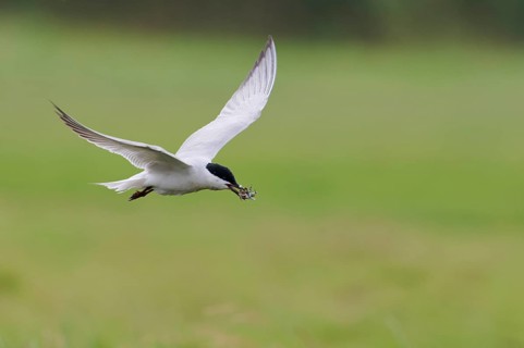 Gull-billed tern