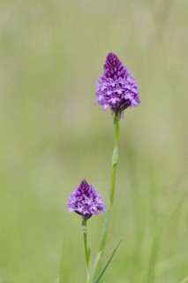 Pyramidal orchid