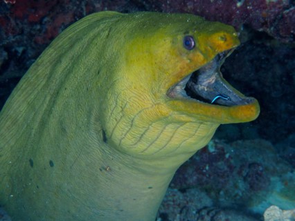 Green moray