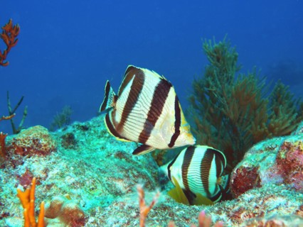 Banded butterflyfish