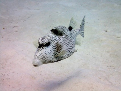 Spotted trunkfish