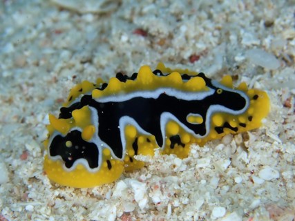 Wave Wart Snail