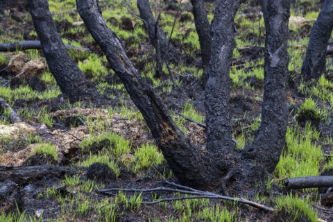 Moor fire