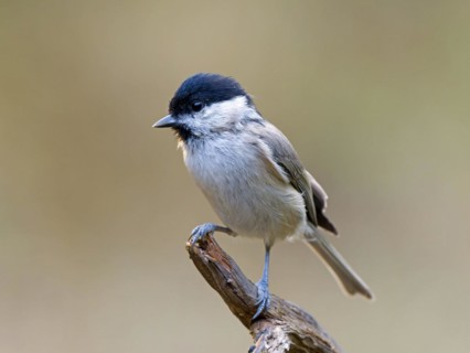 Marsh Tit