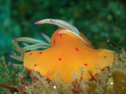 Candy Cane Anemone