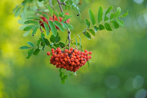 Fruits of the european rowan