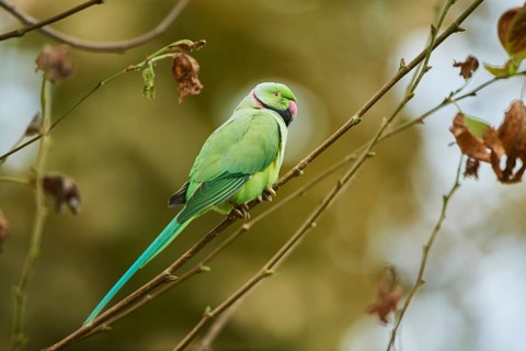 Monk parakeet