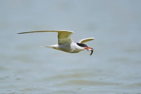 Elegant tern