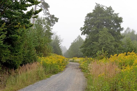 Goldenrod
