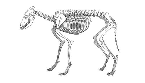Skeleton of the gray wolf