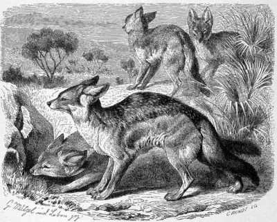 Black-backed jackal