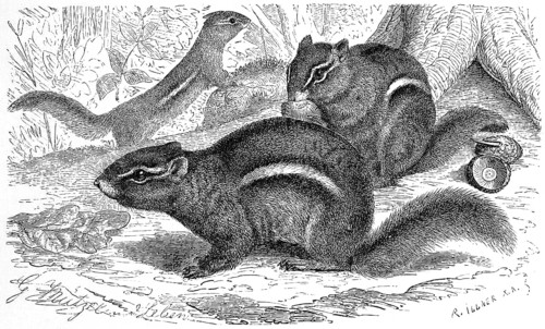 Striped chipmunk