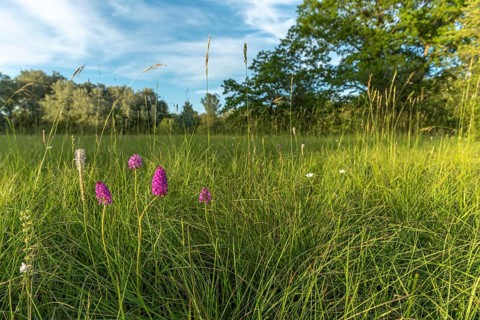 Wild orchids in natural meadow in spring. Alsace