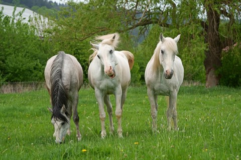 Horses