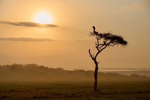 Umbrella thorn acacia