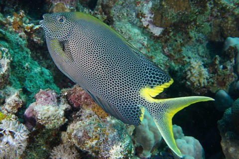 Spotted rabbitfish